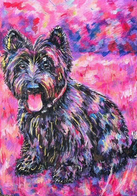 Jessie, a brindle Scottish terrier with small ears, sitting against a pink ground
