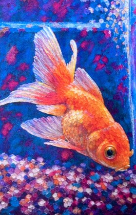 Goldy up close, orange scales and translucent fins in coloured pencil over deep blue