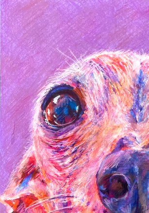 Luna up close, whiskers laid in over coral and pink pencil