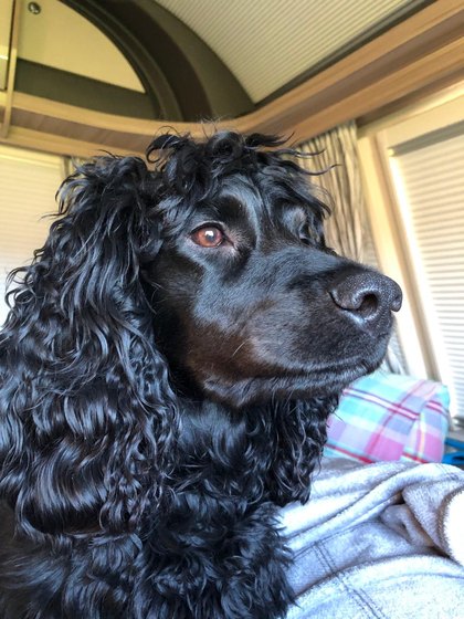 The original photograph of Buddy, a black spaniel resting on a sofa
